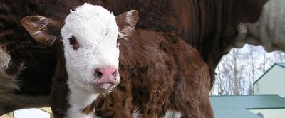 brown cow with white face