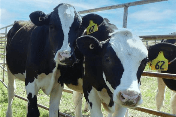 two black and white dairy cows on a sunny day