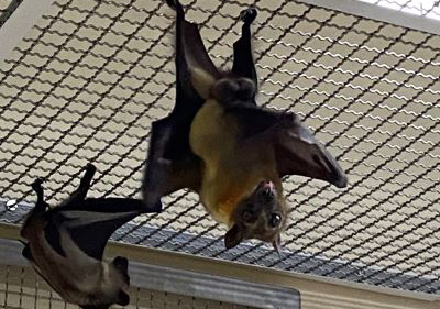 two bats hanging by their feet in a cage